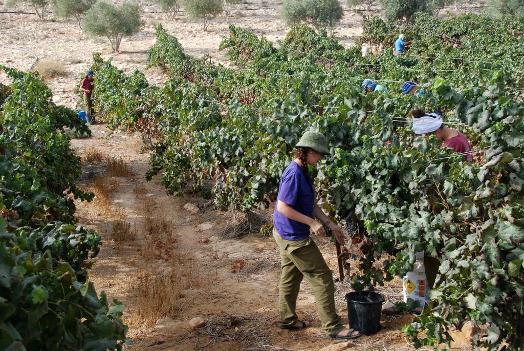 Desert Estate Carmey Avdat Midreshet Ben Gurion Exterior foto